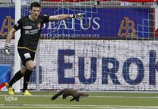 حیوانات و ورزشکاران
