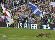 حیوانات و ورزشکاران
