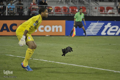 حیوانات و ورزشکاران
