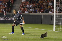 حیوانات و ورزشکاران
