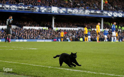 حیوانات و ورزشکاران
