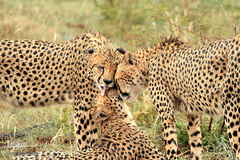 روز ملی حفاظت از یوزپلنگ آسیایی