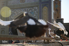 آیین سنتی «صلا» در حرم مطهر رضوی