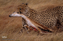 کوچک شدن زندگی حیوانات