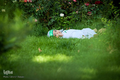 همایش شیرخوارگان حسینی