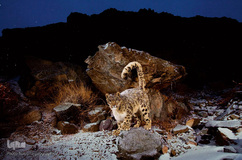 زیستگاه کوهستانی حیوانات