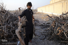 پخت 10هزار غذای عزاداران عاشورای حسینی/ جازموریان