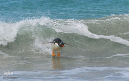 برگزیده تصاویر مسابقه عکاسی کمدی از حیوانات ۲۰۱۹