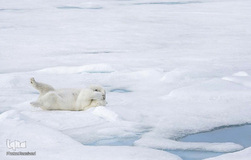 برگزیده تصاویر مسابقه عکاسی کمدی از حیوانات ۲۰۱۹