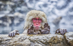 برگزیده تصاویر مسابقه عکاسی کمدی از حیوانات ۲۰۱۹