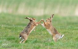 برگزیده تصاویر مسابقه عکاسی کمدی از حیوانات ۲۰۱۹