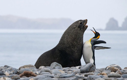 برگزیده تصاویر مسابقه عکاسی کمدی از حیوانات ۲۰۱۹