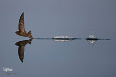 برندگان جوایز عکاسی حیات وحش انگلیس 2019