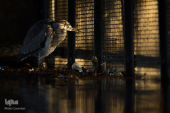 برندگان جوایز عکاسی حیات وحش انگلیس 2019