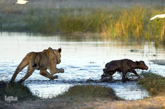 مبارزه بوفالو‌ها با شیر‌های گرسنه