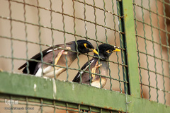 باغ پرندگان تهران