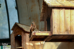 باغ پرندگان تهران