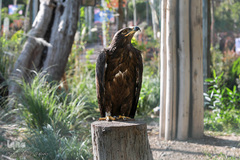 باغ پرندگان تهران