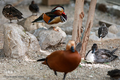 باغ پرندگان تهران