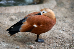 باغ پرندگان تهران