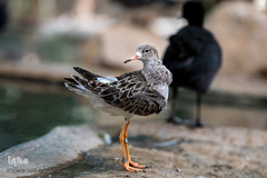 باغ پرندگان تهران