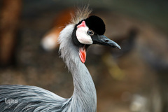 باغ پرندگان تهران