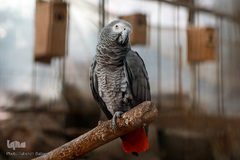 باغ پرندگان تهران