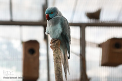 باغ پرندگان تهران