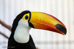 باغ پرندگان تهران