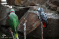 باغ پرندگان تهران