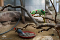 باغ پرندگان تهران