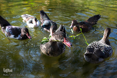 باغ پرندگان تهران