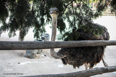 باغ پرندگان تهران