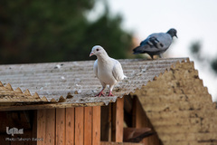 باغ پرندگان تهران