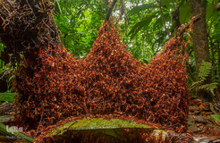 تصاویر برگزیده حیات وحش در سال ۲۰۱۹