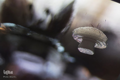 برگزیدگان مسابقه عکاسی از دنیای کوچک 2019