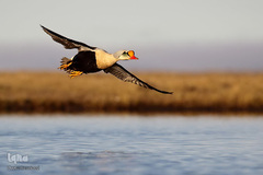 حیوانات هم از بهار سهم دارند