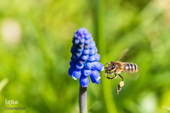 حیوانات هم از بهار سهم دارند