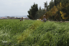 روز طبیعت با چاشنی کرونا