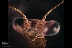 حشرات از نمای نزدیک