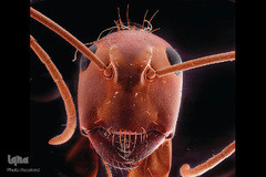 حشرات از نمای نزدیک