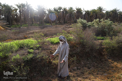 نهرهای بی‌آب، نخل‌های بی‌سر