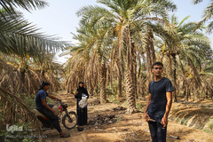 نهرهای بی‌آب، نخل‌های بی‌سر