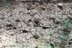 نهرهای بی‌آب، نخل‌های بی‌سر