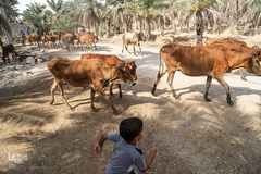 نهرهای بی‌آب، نخل‌های بی‌سر