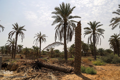 نهرهای بی‌آب، نخل‌های بی‌سر