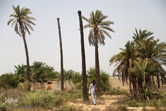 نهرهای بی‌آب، نخل‌های بی‌سر