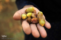 نهرهای بی‌آب، نخل‌های بی‌سر