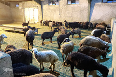 توزیع نذورات حسینیه اعظم زنجان