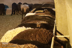 توزیع نذورات حسینیه اعظم زنجان